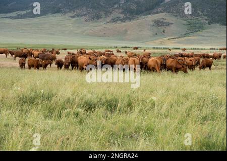 Rotes angusskind auf einer Wiese im oberen Lost River Basin, Idaho Stockfoto