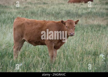 Roter Angus auf einer Wiese am Upper Lost River Range, Idaho. Stockfoto