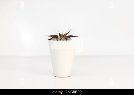 Kleine Hawothia-Feen-Waschbrettsaft-Sukkulenten in süßem Keramiktopf Stockfoto