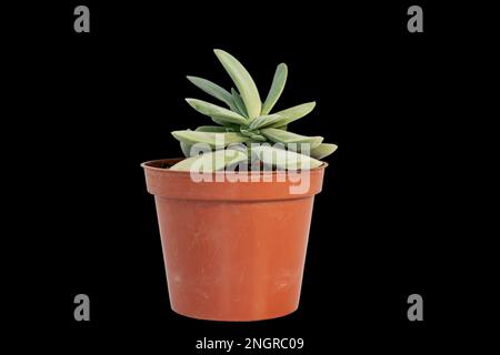 Crassula morgan Sukkulents in rotem Kunststoff auf schwarzem Hintergrund Stockfoto