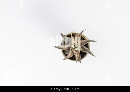 Feenwaschbrett kleine Sukkulenten aus einem hohen Winkel, isoliert auf weißem Hintergrund Stockfoto