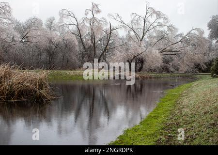 Gefrorener Wald spiegelt sich auf dem Teich darunter. Eiskalter Regen bedeckte die Bäume mit Eis und schuf so ein kristallklares Wunderland. Wintersturm in Austin, TX Stockfoto