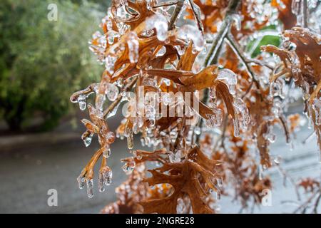 Gefrorene Orangenblätter mit Eis bedeckt auf einem Baum mit Eiszapfen von einem Wintereissturm und eiskaltem Regen in Austin Texas Stockfoto