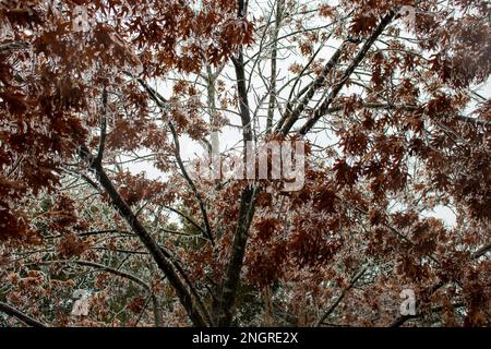 Gefrorene Bäume und rote Blätter bedeckt mit Eiszapfen von einem Eissturm in Austin, Texas Stockfoto