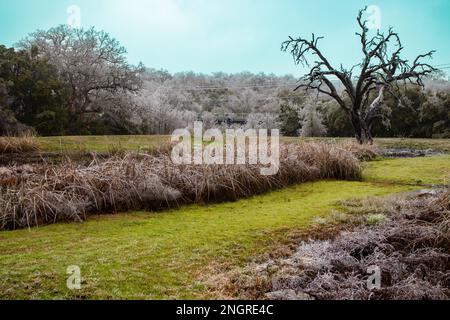 Wunderschöne, mit Kristall bedeckte Bäume in einem Wald und einer Landschaft in einem öffentlichen Park in Austin Texas Stockfoto