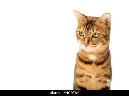 Studioaufnahmen von bengalischen Katzen, weißer Hintergrund, Porträt. Stockfoto