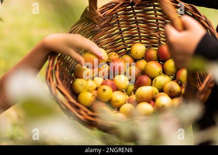 Kleine reife Birnen in einem Korb aus Weidenholz. Herbsternte Stockfoto