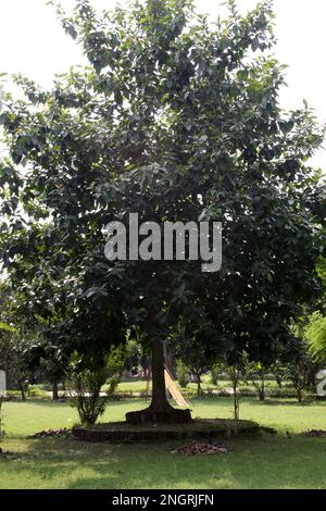 Indischer Banyanbaum (Ficus benghalensis) mit dichtem Laub: (Pix Sanjiv Shukla) Stockfoto