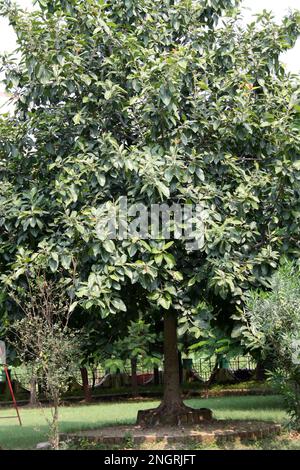 Indischer Banyanbaum (Ficus benghalensis) mit dichtem Laub: (Pix Sanjiv Shukla) Stockfoto