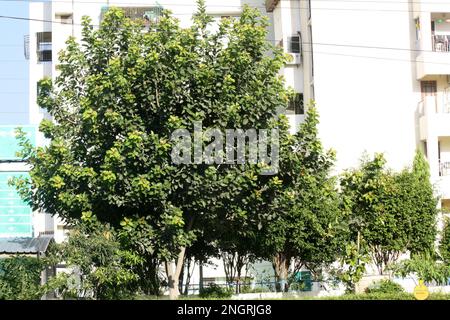 Indischer Banyanbaum (Ficus benghalensis) mit dichtem Laub: (Pix Sanjiv Shukla) Stockfoto