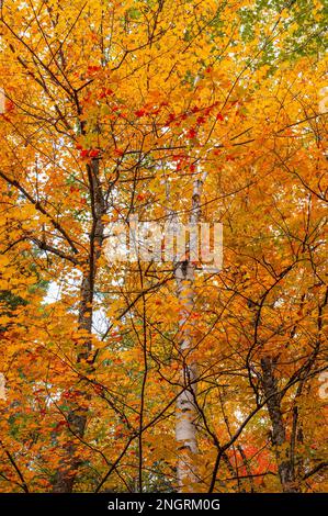 Baumkronen aus Zuckerahorn und Birkenbäumen in goldenen und roten Farben. Borestone Mountain Audubon Sanctuary, Maine, USA Stockfoto