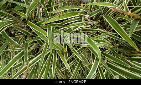 Chlorophytum Comosum Oder Spinnenpflanze Mit Spiky, Weißlich Grünen Blättern Stockfoto