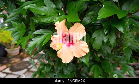 Eine Hibiskusblume (Hibiscus Rosa-sinensis) ist rötlich-gelb Stockfoto