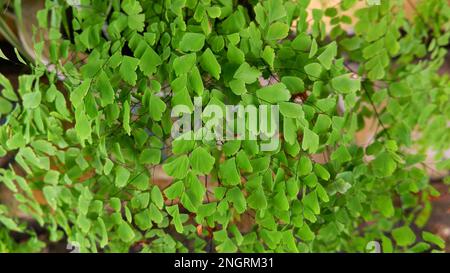 Pilea Zierpflanze Mit Kleinen, Hängenden Blättern Und Weinreben Stockfoto