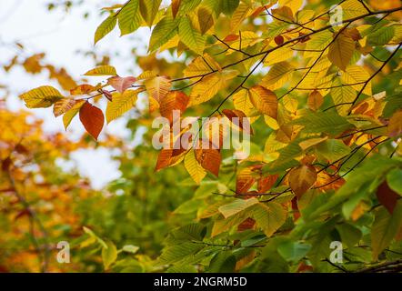 Ein Ast einer amerikanischen Buche (Fagus grandifolia) im Hochherbstlaub. Blätter in Gelb- und Grüntönen. Borestone Mountain, Maine, USA. Stockfoto