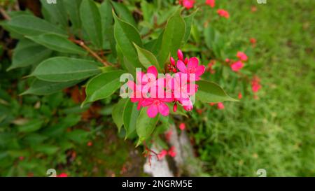 Jatropha Integerrima Blume Oder Batavia Blume Mit Wunderschöner Rosa Farbe Im Garten Stockfoto
