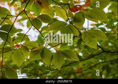 Ein Ast einer amerikanischen Buche (Fagus grandifolia) im Hochherbstlaub. Blätter in Grüntönen. Borestone Mountain, Maine, USA. Stockfoto