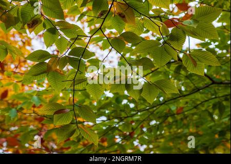 Ein Ast einer amerikanischen Buche (Fagus grandifolia) im Hochherbstlaub. Blätter in Grüntönen. Borestone Mountain, Maine, USA. Stockfoto