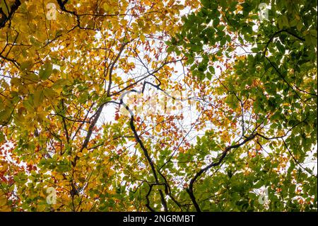 Das Baldachin der Buche (Fagus) am Gipfel des Herbstlaubs, in goldenen und grünen Farben. Borestone Mountain Audubon Sanctuary, Maine, USA Stockfoto
