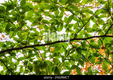 Zweig einer Buche (Fagus) mit grünem Laub. Borestone Mountain Audubon Sanctuary, Maine, USA Stockfoto
