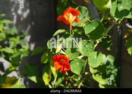 Essbare Nasturtium-Blumen, die in einem Bio-Gemüsegarten wachsen Stockfoto