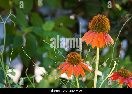 Nahaufnahme orangefarbener Echinacea-Blütenköpfe in einem Hüttenblumengarten Stockfoto