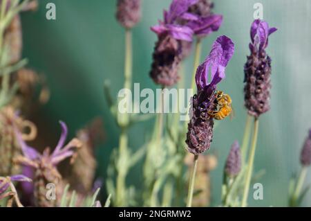 Honigbienen sammeln Pollen auf Lavendelblumen in einem Garten Stockfoto