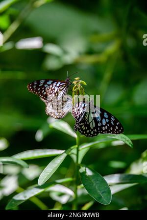 Die blauen Tiger-Schmetterlinge, Ein tiefgreifender Moment der Natur, ein Treffen in einem weit entfernten Garten… Stockfoto