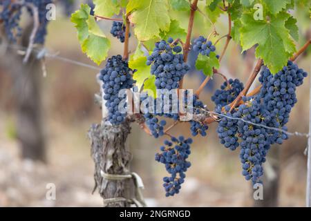 Weintrauben Cabernet Sauvignon zur Erzeugung von Weinen höchster Qualität in Bordeaux, Frankreich Stockfoto