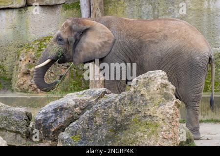 Afrikanischer Busch-Elefant (Loxodonta africana), der Bambus im Wiener Zoo isst Stockfoto