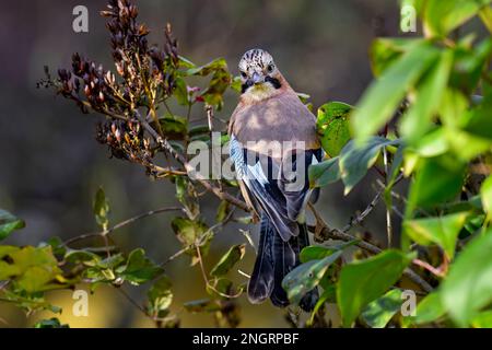 Eurasian jay blickt zurück Stockfoto