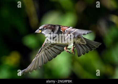 Haussperling Stockfoto