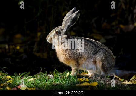 Hase im Herbstaufgang Stockfoto