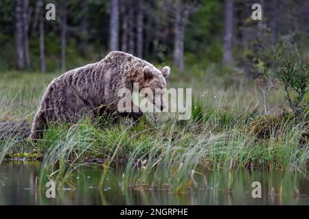 Braunbär, der am Sumpfteich im Wald spaziert. Stockfoto