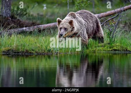 Braunbär, Nachtbesucher am Sumpfsee im Wald. Stockfoto