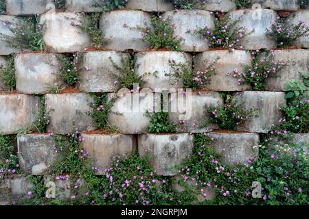 Lantana montevidensis auf Felszäunen. Dies ist eine Art, die unter vielen gebräuchlichen Namen bekannt ist, wie z. B. Spurenmaterial, klein, violett. Diese Art ist in South Ame heimisch Stockfoto