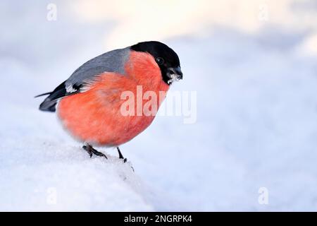 Eurasischer Gimpel in Winterfarben Stockfoto