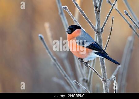 Eurasischer Gimpel in Winterfarben Stockfoto