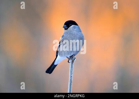 Eurasischer Gimpel in Winterfarben Stockfoto