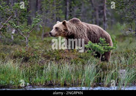 Braunbär, der am Sumpfteich im Wald spaziert. Stockfoto