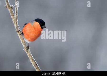 Eurasischer Gimpel in Winterfarben Stockfoto