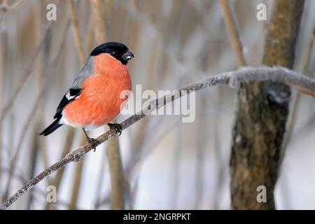 Eurasischer Gimpel in Winterfarben Stockfoto