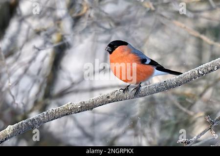 Eurasischer Gimpel in Winterfarben Stockfoto