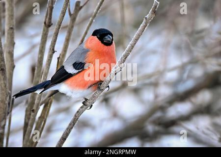 Eurasischer Gimpel in Winterfarben Stockfoto