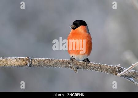 Eurasischer Gimpel in Winterfarben Stockfoto