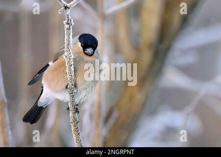 Eurasischer Gimpel in Winterfarben Stockfoto