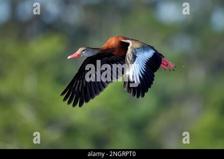 Schwarz-bellied Pfeifen - Ente im Flug. Stockfoto