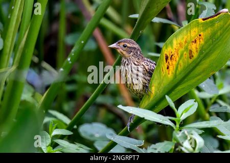 Rotschulterstärling weiblich Stockfoto