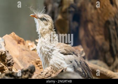 Nahaufnahme des Rotbein-Seriemas (Cariama cristata), auch bekannt als Kammkariama und Kammserien Stockfoto