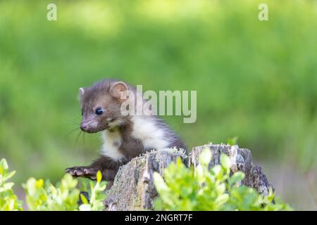 Seitenansicht von niedlichen jungen Marder posiert im Freien. Horizontal. Stockfoto